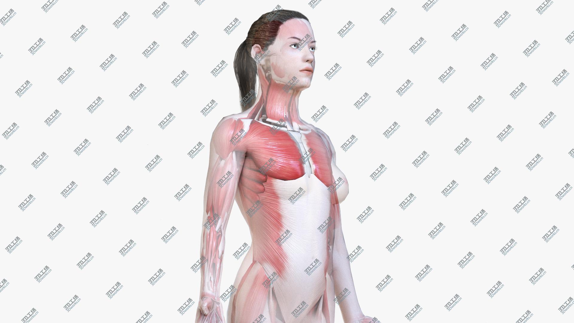 images/goods_img/20210313/Female Body, Skeleton and Muscles (Low Poly) 3D model/1.jpg